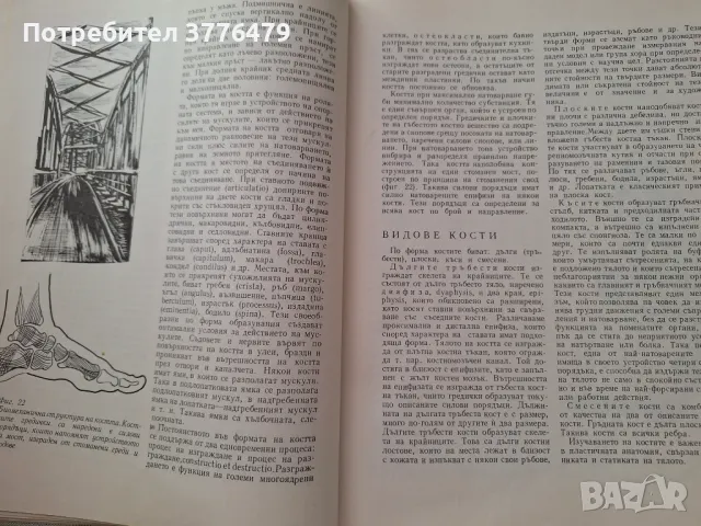 Пластична анатомия,Кр.Чоканов, снимка 3 - Специализирана литература - 47493666