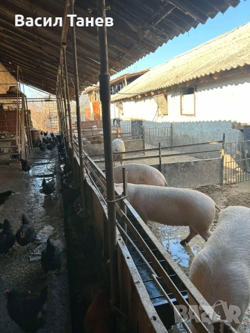 Продавам прасета, живо и трупно месо, снимка 3 - Прасета - 53167092