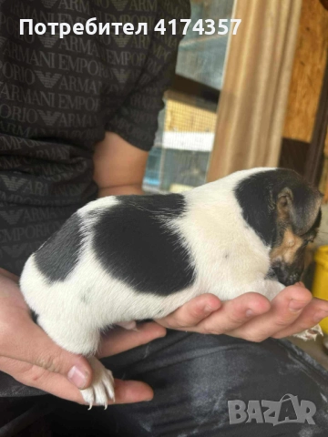 Джак ръсел териер , снимка 17 - Джак ръсел териер - 52822970