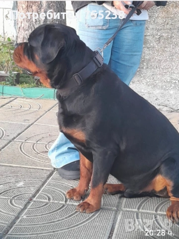 Ротвайлер разплод , снимка 4 - Ротвайлер - 54295206