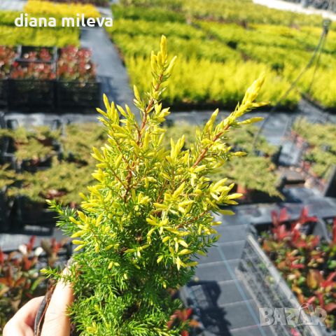 Юниперус комунис Gold Cone (Juniperus communis Gold Cone), снимка 12 - Градински цветя и растения - 45586752