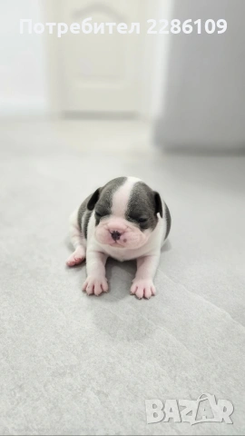 Френски булдог, снимка 4 - Френски булдог - 54149219