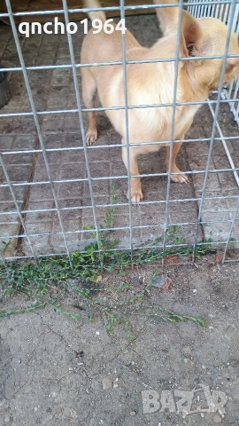 чихуахуа , снимка 11 - Чихуахуа - 52797684