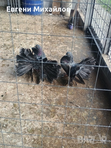 Фенерлии , снимка 6 - Гълъби - 52369128