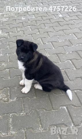 Американска Акита на 60дни,С поставени две ваксини и паспорт. Храни се с гранули., снимка 3 - Акита - 53738899