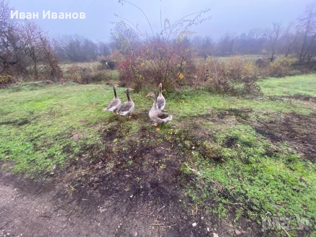 Гъски , снимка 3 - Патици и гъски - 52852245