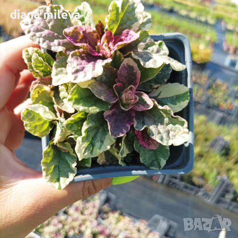 АЮГА ПЪСТРОЛИСТНА, Ajuga ‘Burgundy Glow’, студоустойчива, почвопокривна, снимка 5 - Градински цветя и растения - 46793376