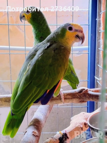 Двойка оранжевокрили амазони , снимка 1 - Папагали - 53307503