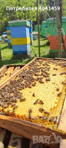 Малки пчелни семейства 