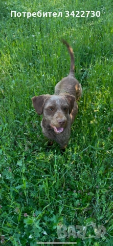 Лагото романьоло, снимка 3 - Други - 52127719