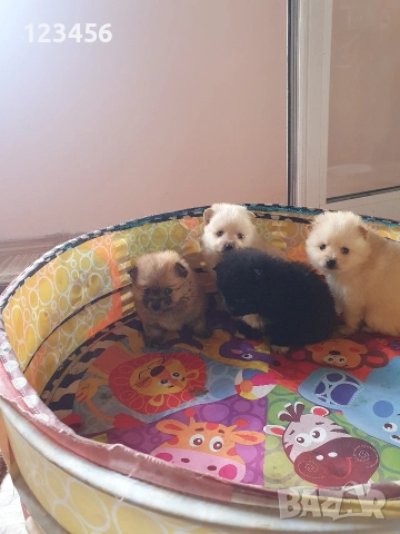 Померан шпиц , снимка 4 - Померан - 54074875