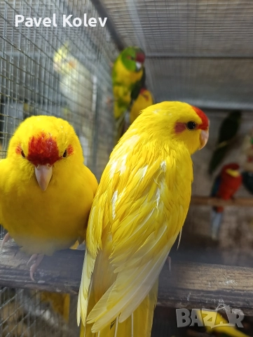 Коледна промоция на папагали , снимка 3 - Папагали - 52658143