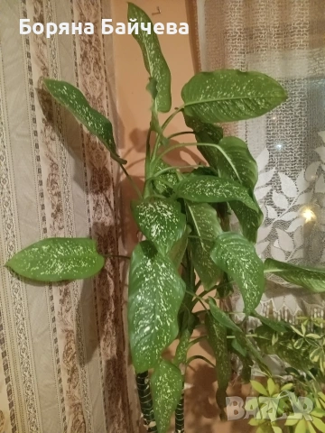 Продавам Дифенбахия, снимка 2 - Стайни растения - 53787555