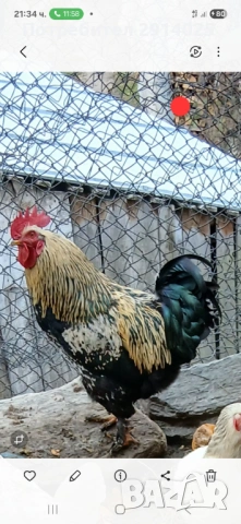 Петли, снимка 3 - Кокошки и пуйки - 53868969