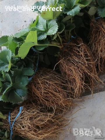 ПРОМОЦИЯ Разсад Ягоди и Малини Елитни Сортове, снимка 3 - Разсади - 53638722