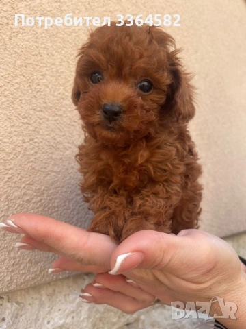 Той пудел, снимка 2 - Пудели - 53853439