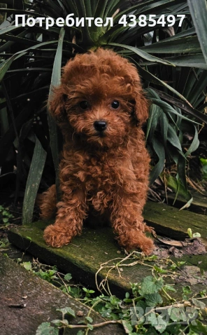 Кученца Пудел мъжко и женско , снимка 4 - Пудели - 53232379