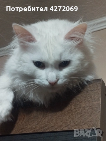 Подарява се бяло пухкаво коте, снимка 2 - Персийска - 54026694