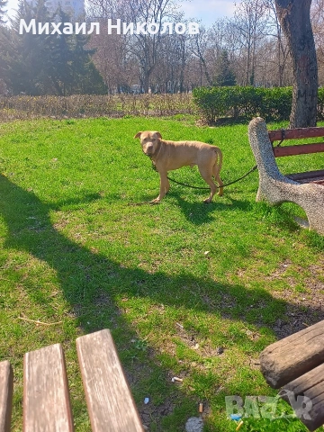 мъжки питбул за разплод, безплатно , снимка 4 - Питбул - 51800293