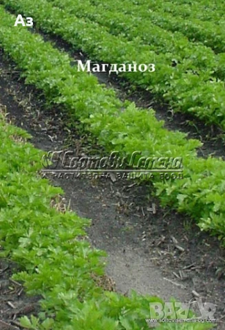 Продавам семена на български Магданоз, реколта 2025 г., снимка 8 - Разсади - 51084340