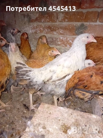 Кокошки ярки, уоман барун, бял легхорн и спербек пилета от селски кокошки, снимка 18 - Кокошки и пуйки - 52341582