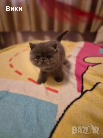 Екзотични  персийски , снимка 3 - Персийска - 54195161