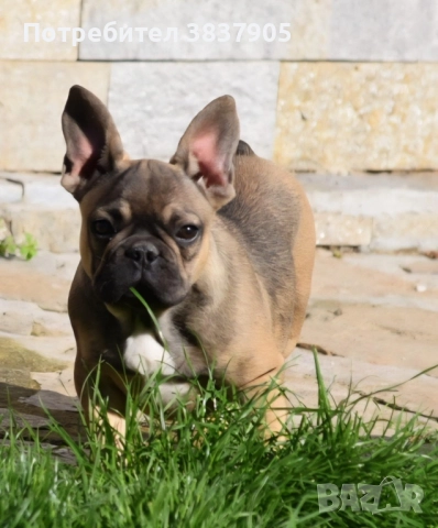 Френски булдоци, снимка 6 - Френски булдог - 52741771