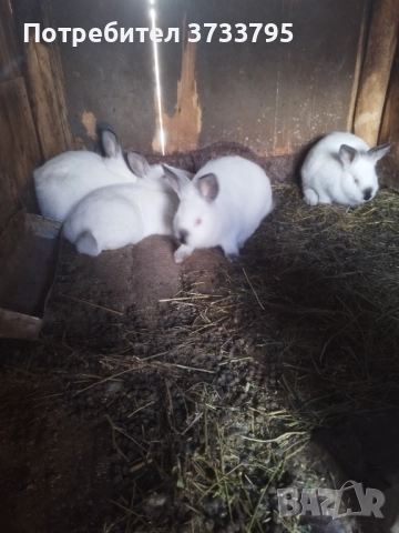 Калифорнийчета, снимка 10 - Други - 52656232