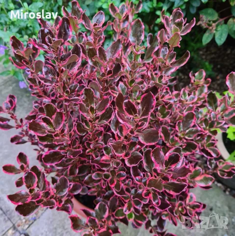 Копросма (Coprosma 'Eclipse'), снимка 3 - Градински цветя и растения - 50445312