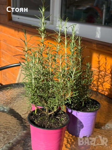 Разсад от Розмарин