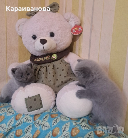 Британски сини колорпойнти , снимка 12 - Британска късокосместа - 53753333