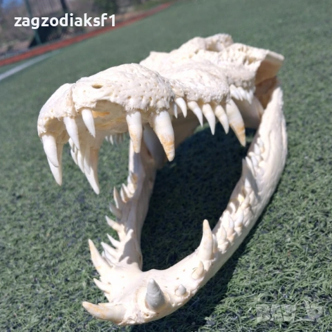 ЧЕЛЮСТ от Истински КРОКОДИЛ