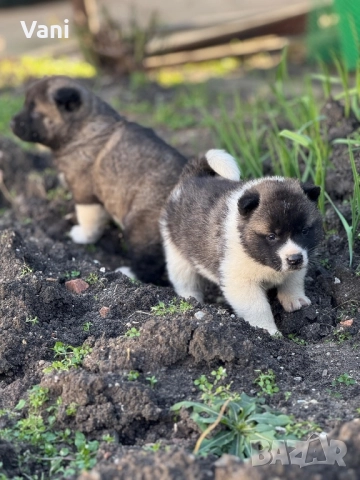 Америкаска акита мъжки и женски