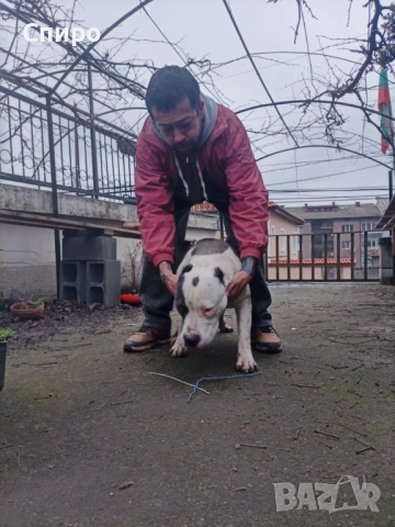 Питбул син нос , снимка 10 - Питбул - 53295871