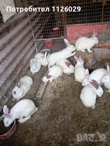 Бременни зайци , снимка 1