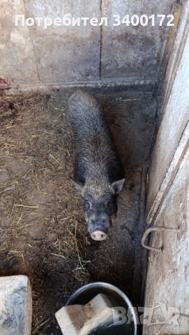 Виетнамски прасета 🐷🐷🐷, снимка 4 - Прасета - 52636717