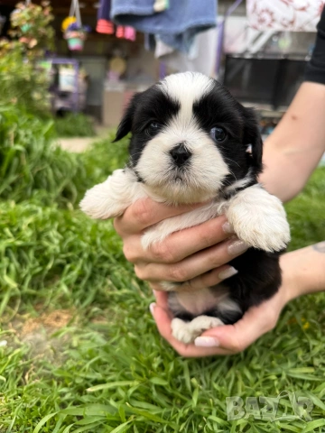 ши тцу бебета, снимка 4 - Ши Тцу - 54253325