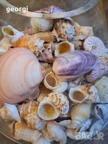 масивна стъклена купа с колекция морски миди, рапани и охлюви   7/4, снимка 6 - Колекции - 49855012