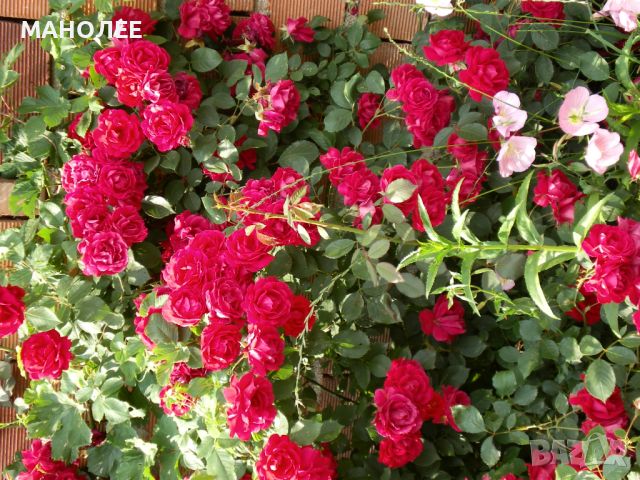 Катерлива роза - червена, снимка 2 - Градински цветя и растения - 45512893