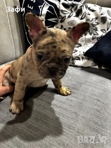 Френски булдог, снимка 9 - Френски булдог - 53420273