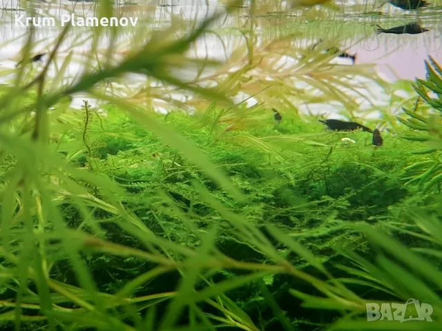 скариди и разстения, снимка 2 - Рибки - 49485333