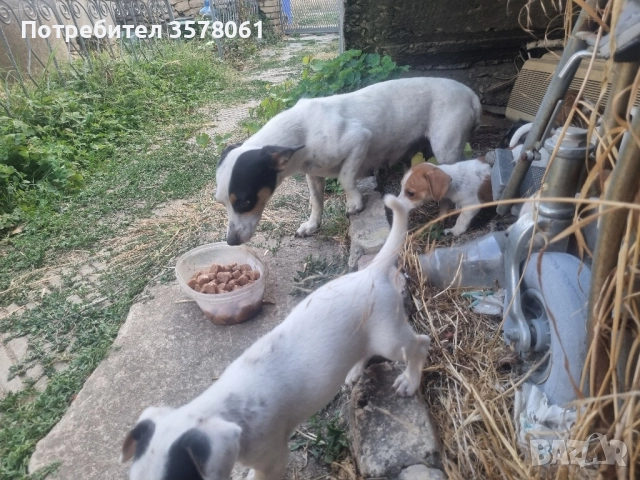 Джак Ръсел малки кученца, снимка 5 - Джак ръсел териер - 51472978