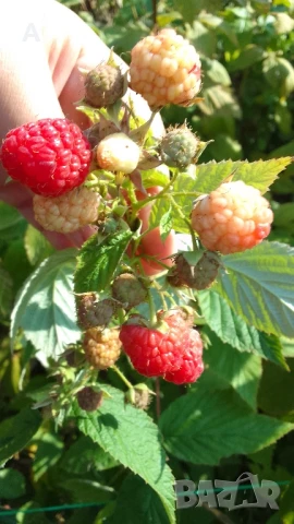 Продавам разсад малини сорт Херитидж, снимка 4 - Разсади - 51203461