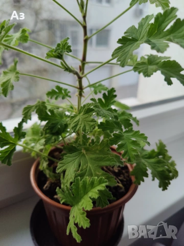 Продавам цветя Индрише - 7 бр. налични, снимка 5 - Стайни растения - 48459167