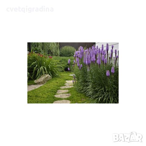 Liatris (Лиатрис), снимка 2 - Градински цветя и растения - 45842463