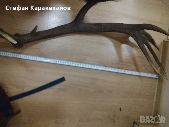 Рог от благороден елен , снимка 5 - Декорация за дома - 53820746