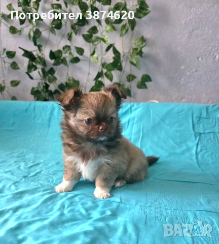 чихуахуа момченца , снимка 9 - Чихуахуа - 54112791