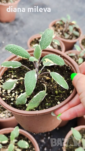 Шарена Салвия, Salvia officinalis, многогодишна, снимка 14 - Градински цветя и растения - 54010921