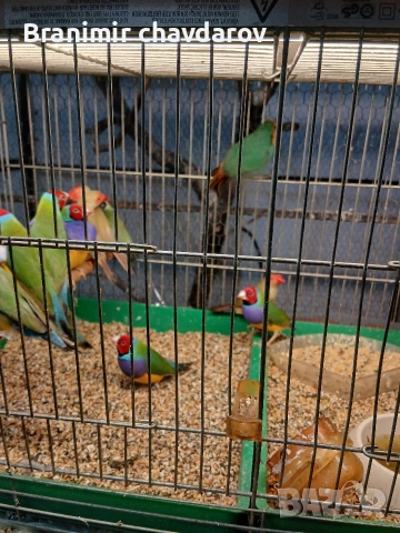 продавам гулдови папагалови и други амадини, снимка 10 - Амадини - 53966909