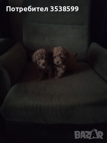 Той Пуделчета , снимка 5 - Пудели - 52909276